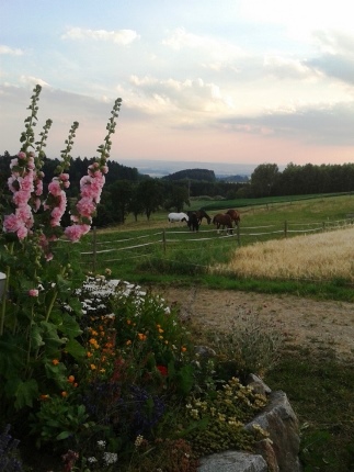 Weide- Landschaft